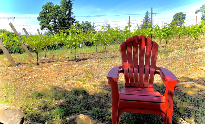 Red Adirondack chair in a vineyard