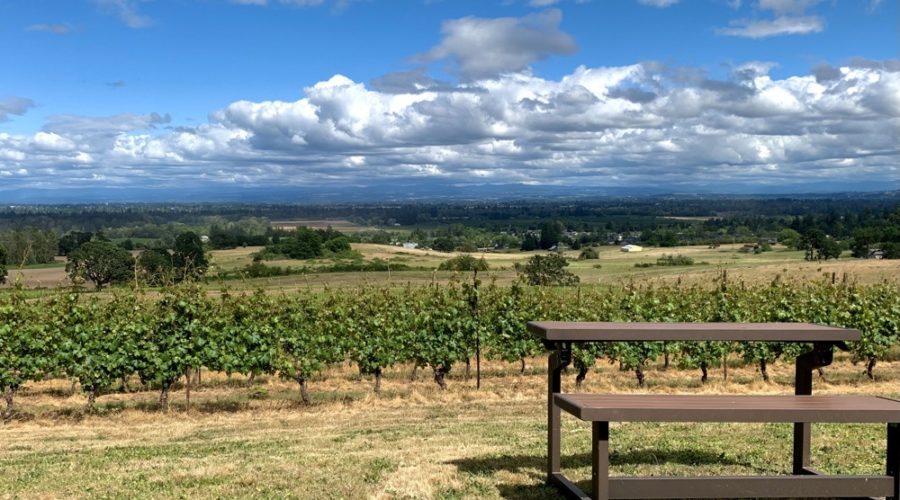 Redhawk winery vineyard view with dramatic clouds and a bench table to sit on
